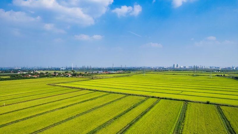 2024农业项目品牌排行：揭秘行业新趋势**