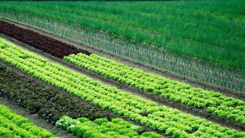 温室温湿度控制：参数范围解析与调控技巧