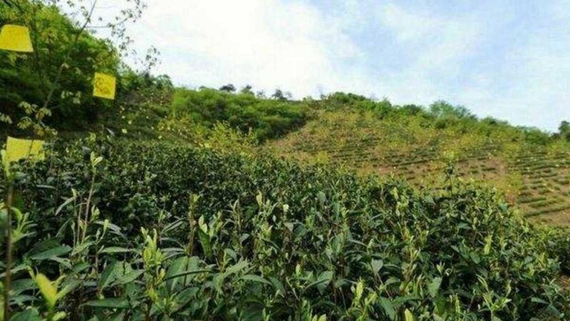 亲子农场：打造休闲农业新场景**