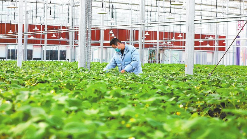 上海蔬菜配送报价清单：揭秘蔬菜配送行业的价格构成**