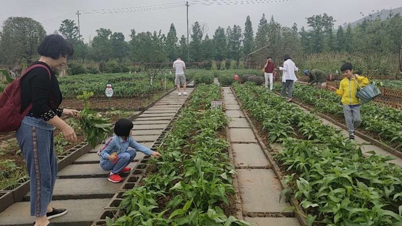 农民专业合作社理事长：肩负重任，引领农业合作新篇章