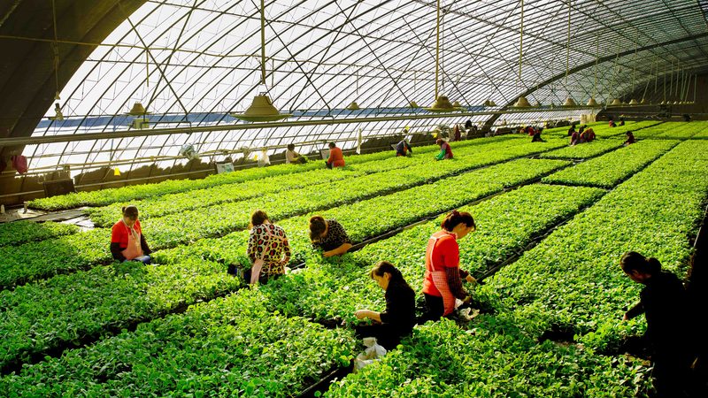 果树植保无人机作业：优势与挑战并存