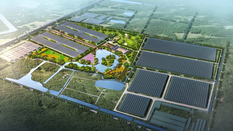 家庭有机蔬菜种植流程：从土壤到餐桌的绿色之旅
