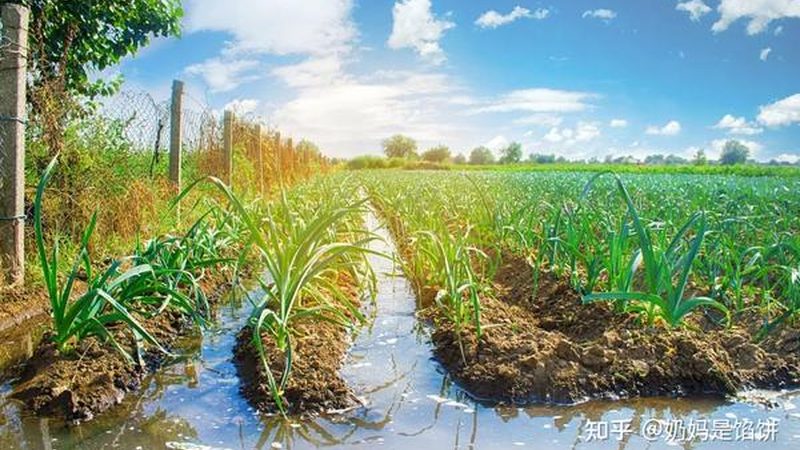 水肥一体化设备参数对比