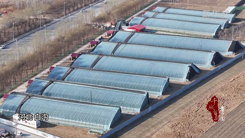 山东水果种植基地排名揭秘：品质与技术的完美融合
