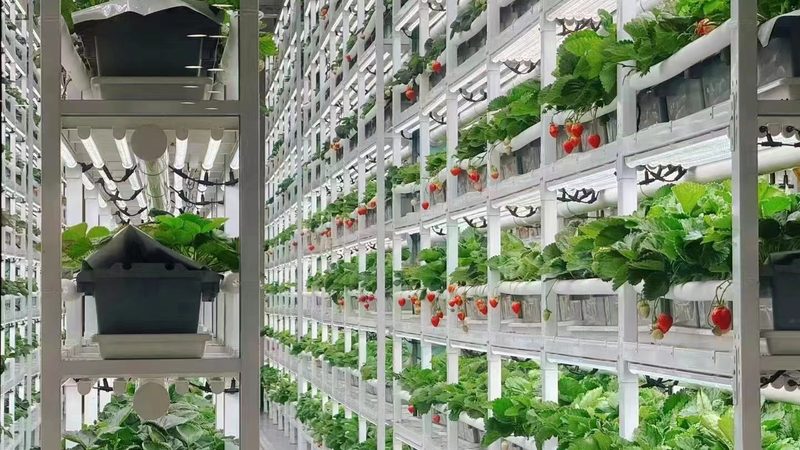 绿色食品代理加盟：揭秘费用构成与投资考量